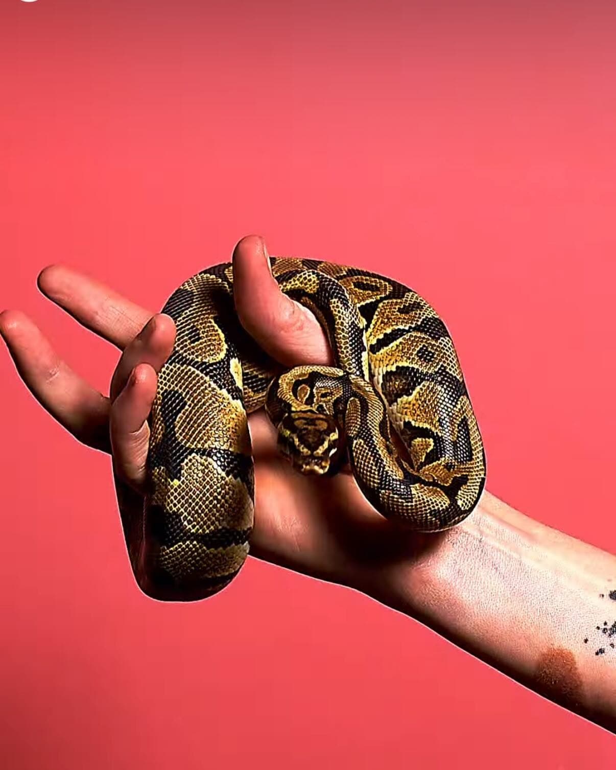 A ball python coiled around a hand against a red backdrop
